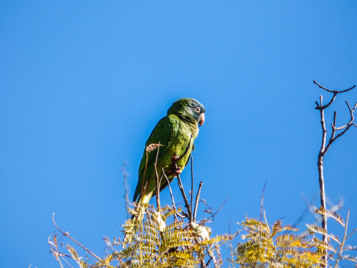 Blue-crowned Parakeet - Paula Parola