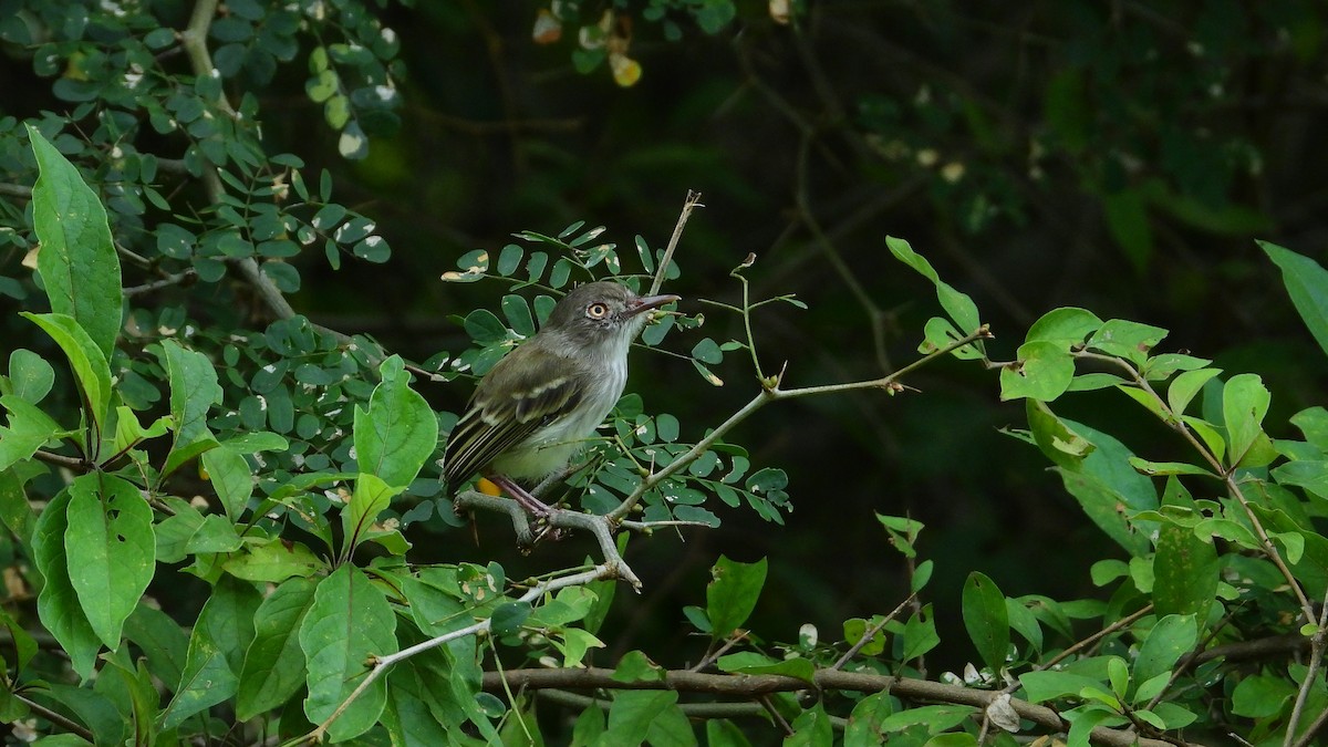 Pearly-vented Tody-Tyrant - ML323817671