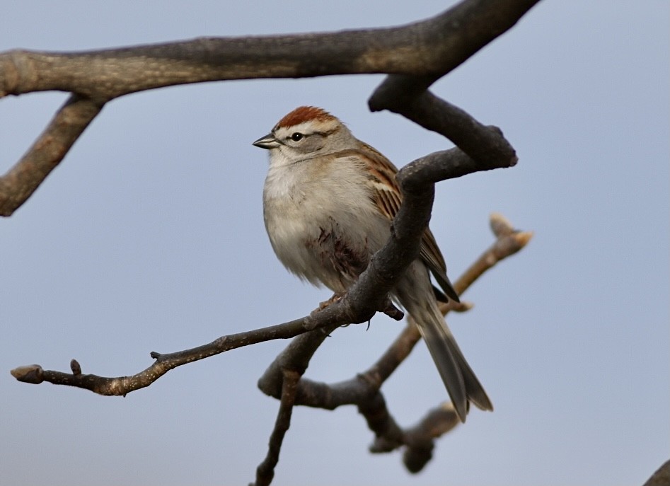 Chipping Sparrow - Paul Clarke