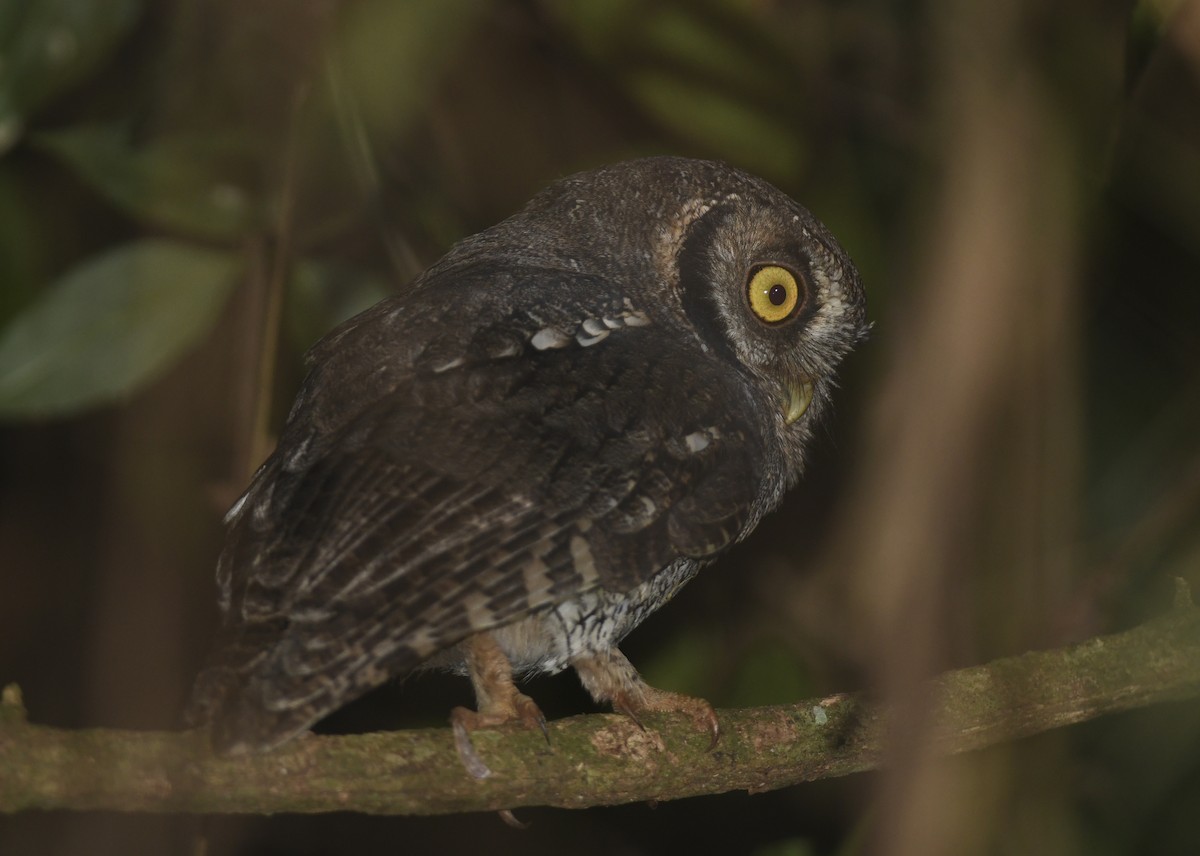 Black-capped Screech-Owl - ML323827781