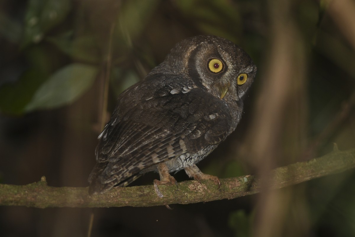 Black-capped Screech-Owl - ML323827841