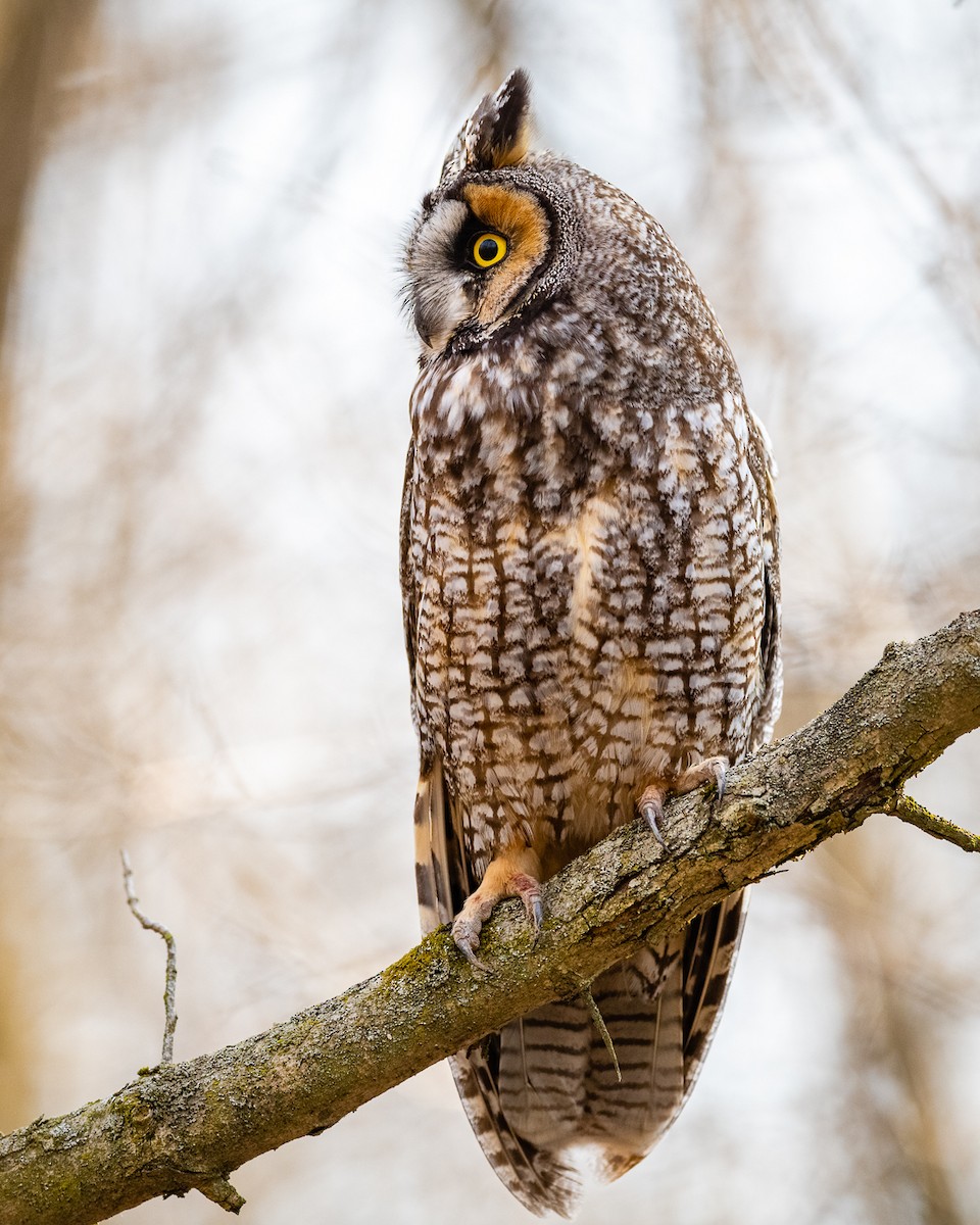 Long-eared Owl - Roberta Buchanan