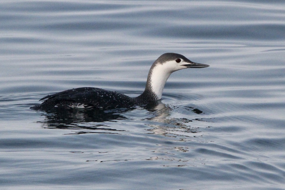 Red-throated Loon - ML323838001