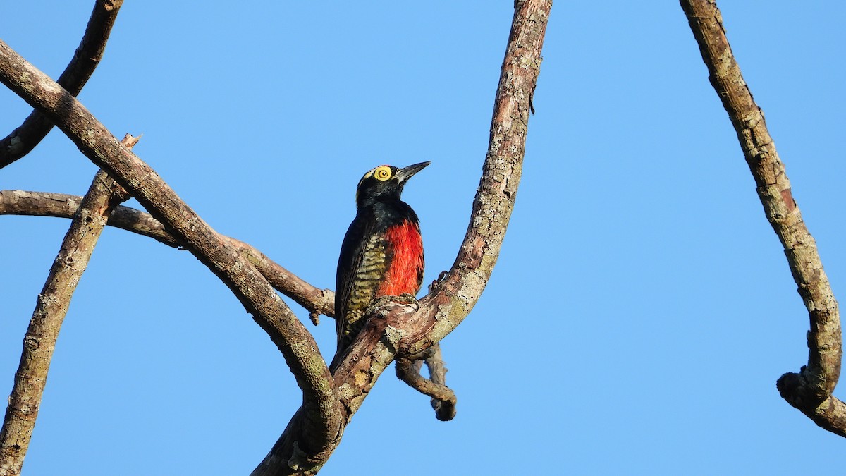 Yellow-tufted Woodpecker - ML323845341