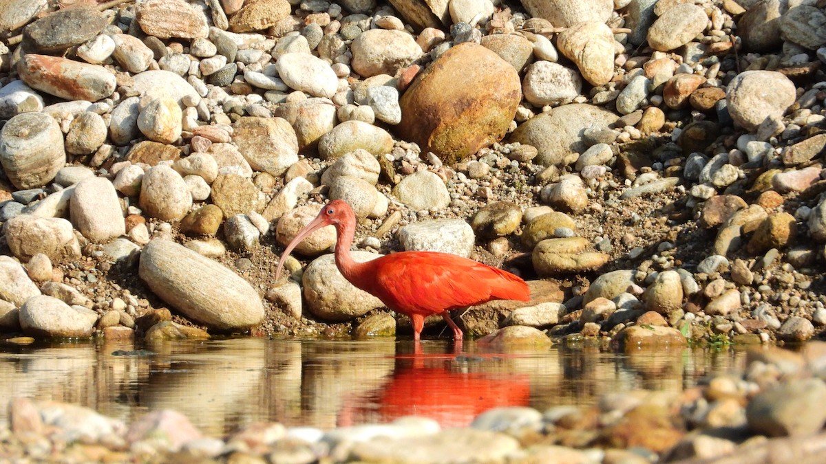 ibis rudý - ML323845401