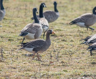 Greater White-fronted Goose, ML32384731