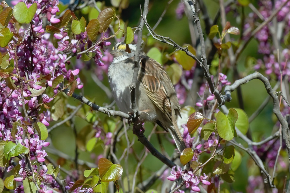 White-throated Sparrow - Tim Liguori