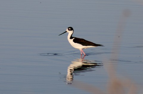 Black-necked Stilt