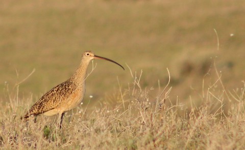 Long-billed Curlew