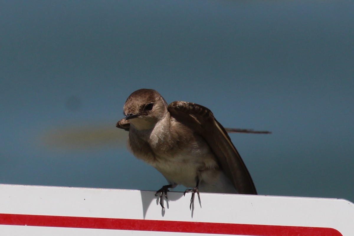 Northern Rough-winged Swallow - ML323849811