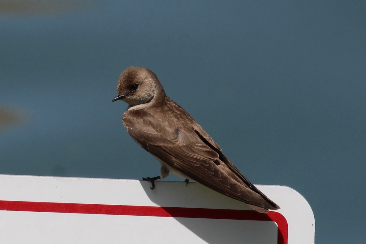 Northern Rough-winged Swallow - ML323849821