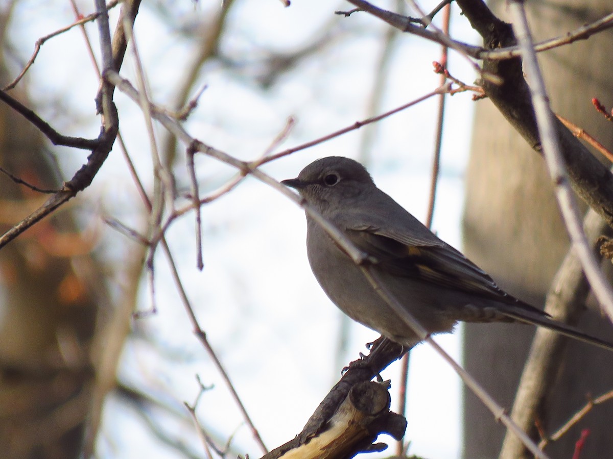 Townsend's Solitaire - ML323852061