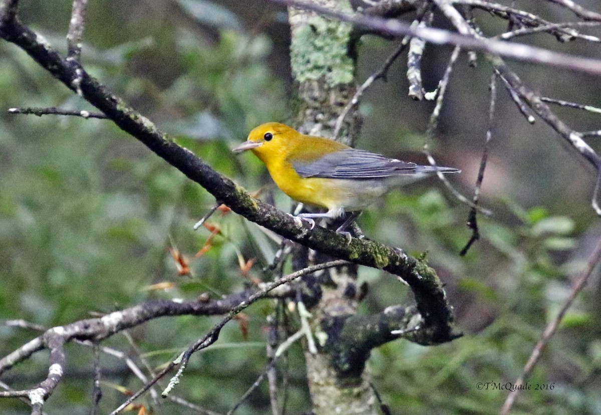 Prothonotary Warbler - Tammy McQuade
