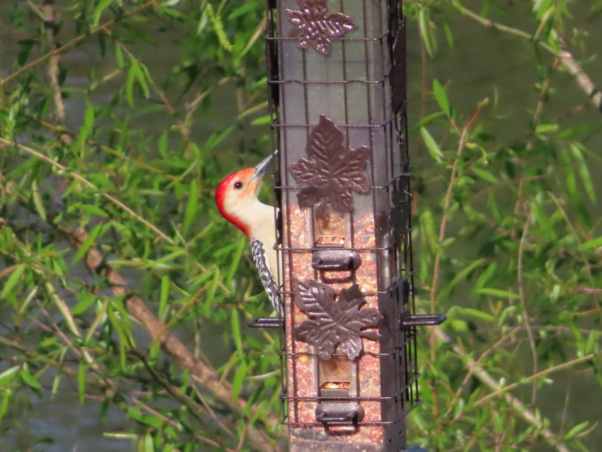 Red-bellied Woodpecker - ML323863671