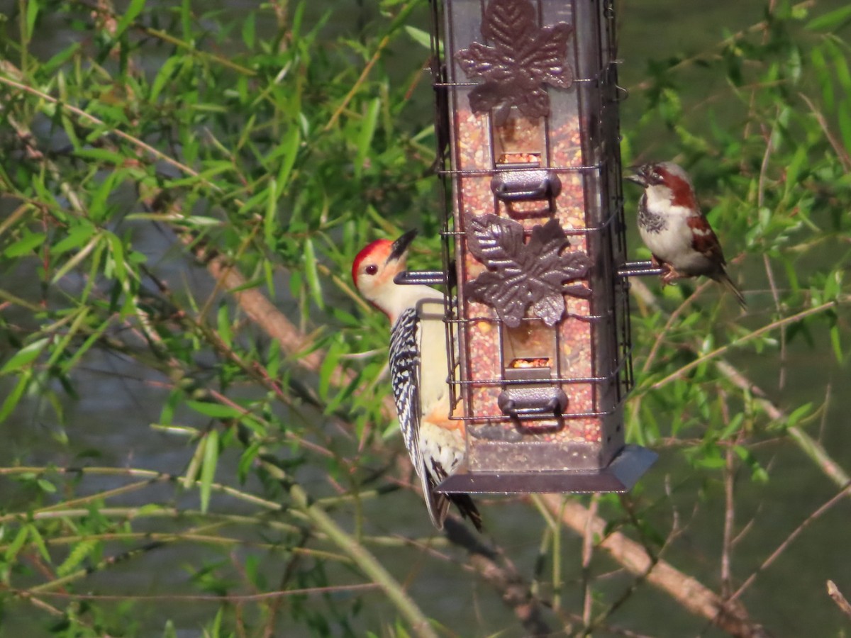Red-bellied Woodpecker - ML323863681