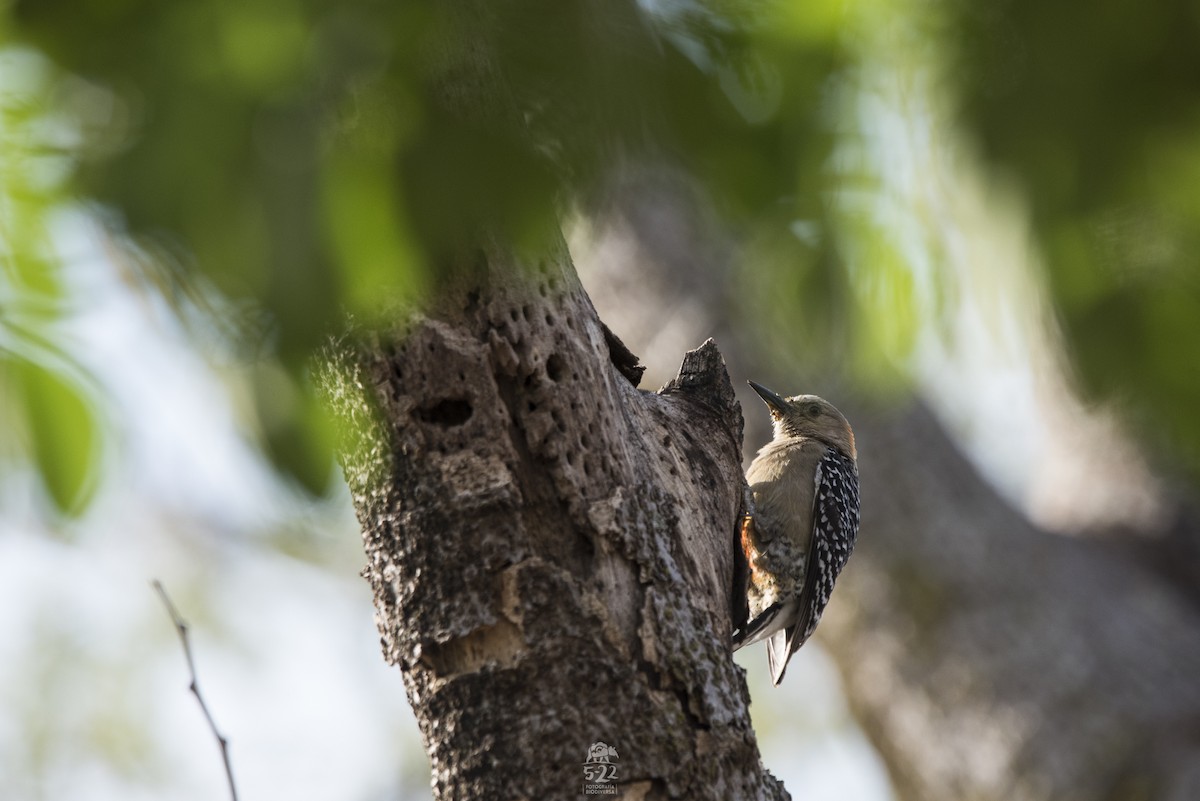 Red-crowned Woodpecker - Daniel Restrepo (5-22 Fotografía Biodiversa)