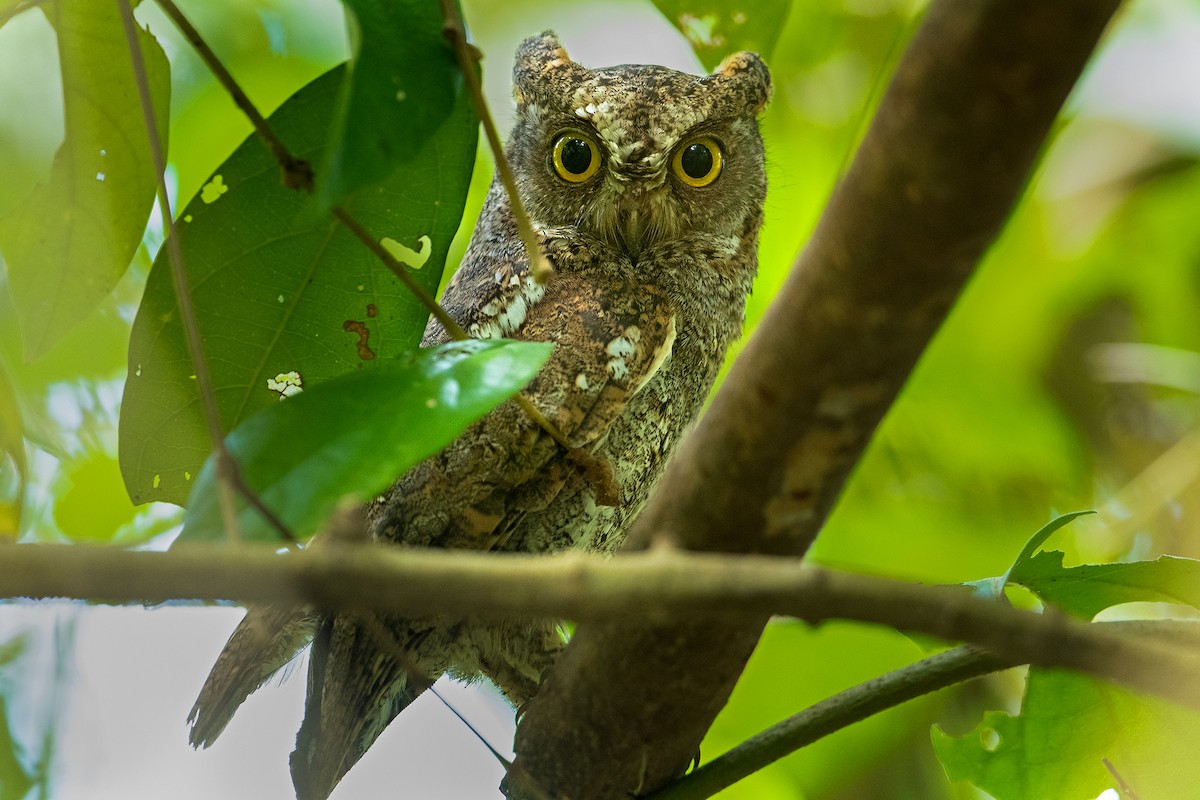Oriental Scops-Owl (Walden's) - ML323866341