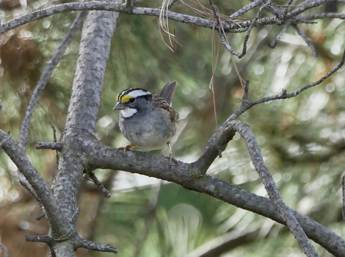 White-throated Sparrow - ML323868661