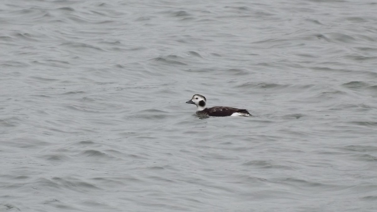 Long-tailed Duck - Michael Mulqueen