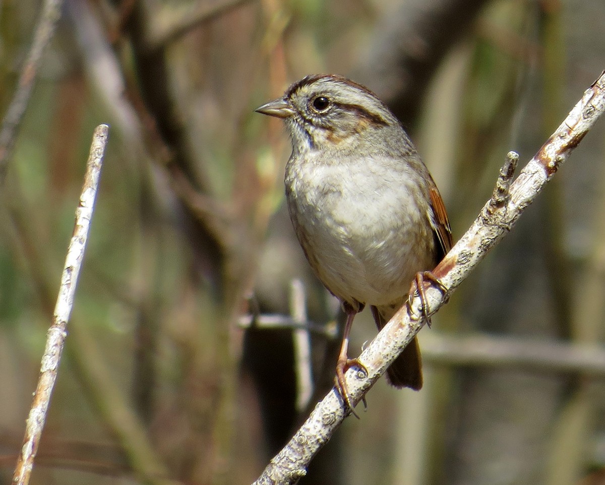 Swamp Sparrow - ML323888791
