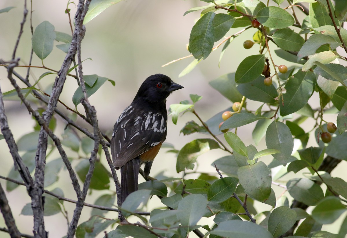 Spotted Towhee - ML32388961