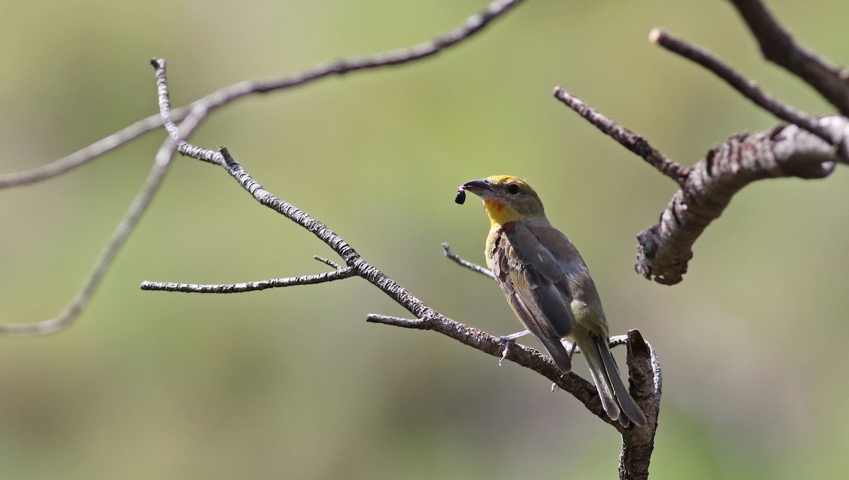 Hepatic Tanager (Northern) - ML32389011