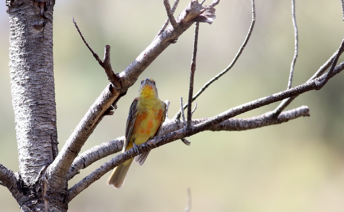 Hepatic Tanager (Northern) - ML32389081