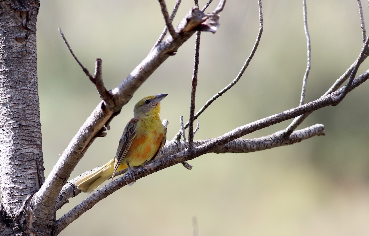 Hepatic Tanager (Northern) - ML32389091