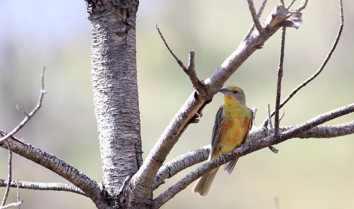 Hepatic Tanager (Northern) - ML32389101
