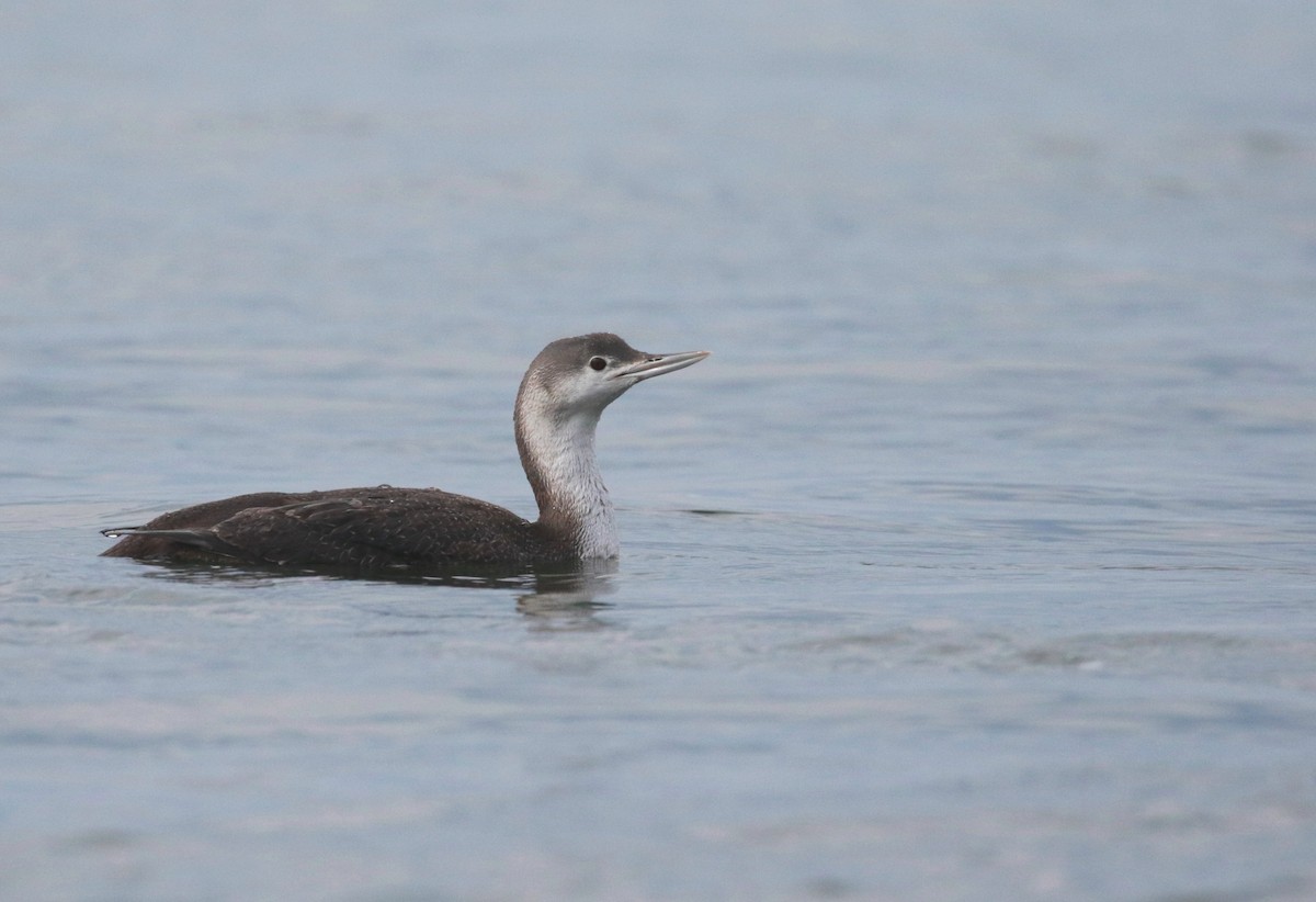 Red-throated Loon - ML323893071