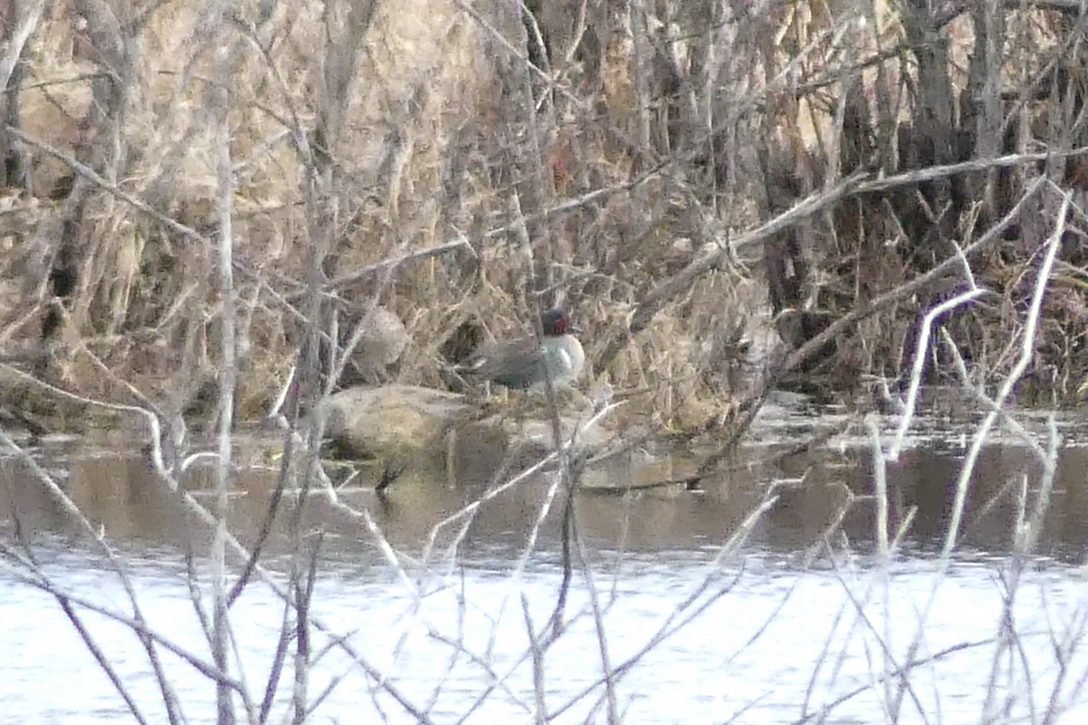 Green-winged Teal - ML323895011