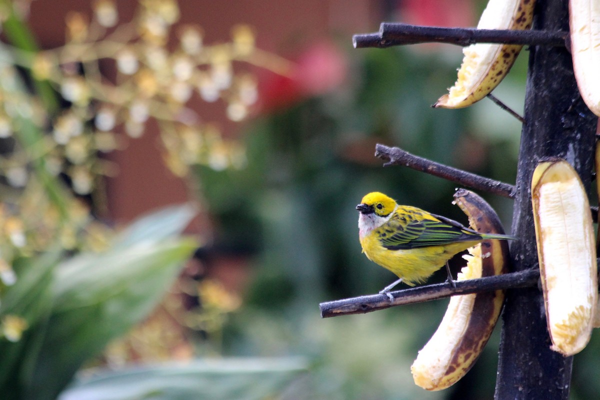Silver-throated Tanager - ML32389631