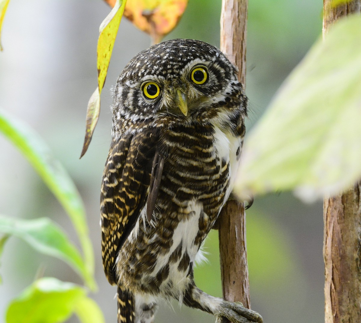 Collared Owlet - SWARUP SAHA