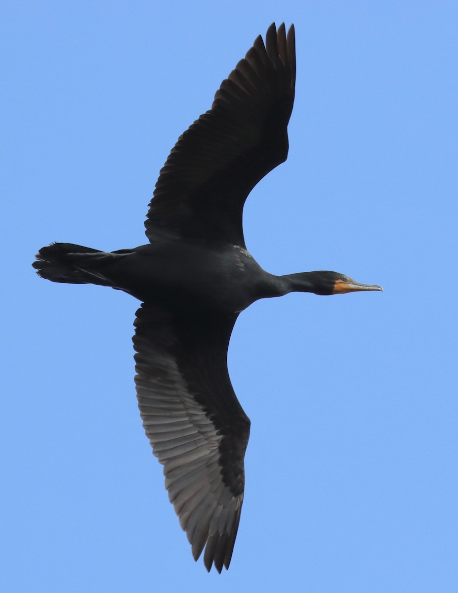 Double-crested Cormorant - Mark Ross