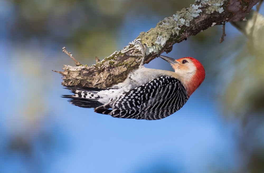 Red-bellied Woodpecker - ML323923161