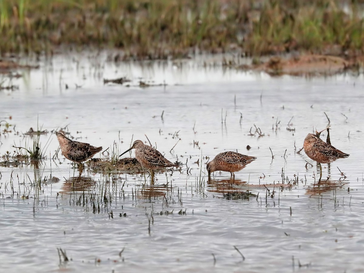 Long-billed Dowitcher - ML323923331