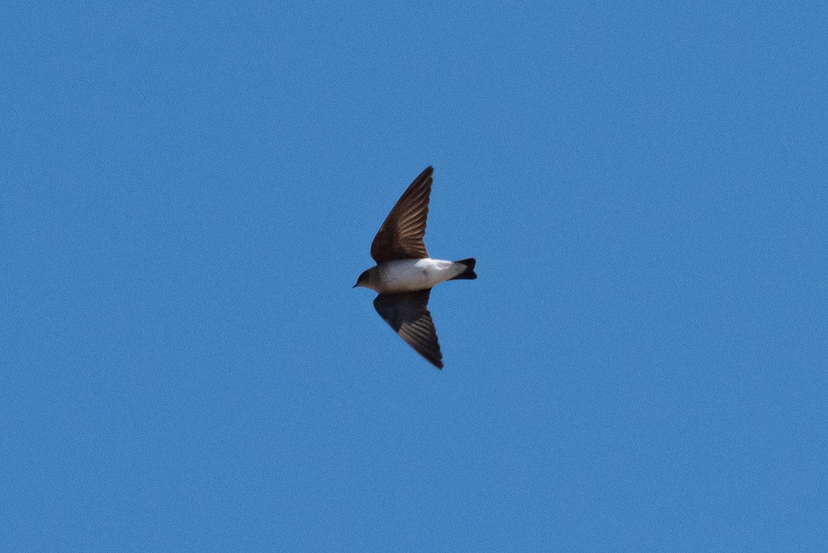 Northern Rough-winged Swallow - ML323923551