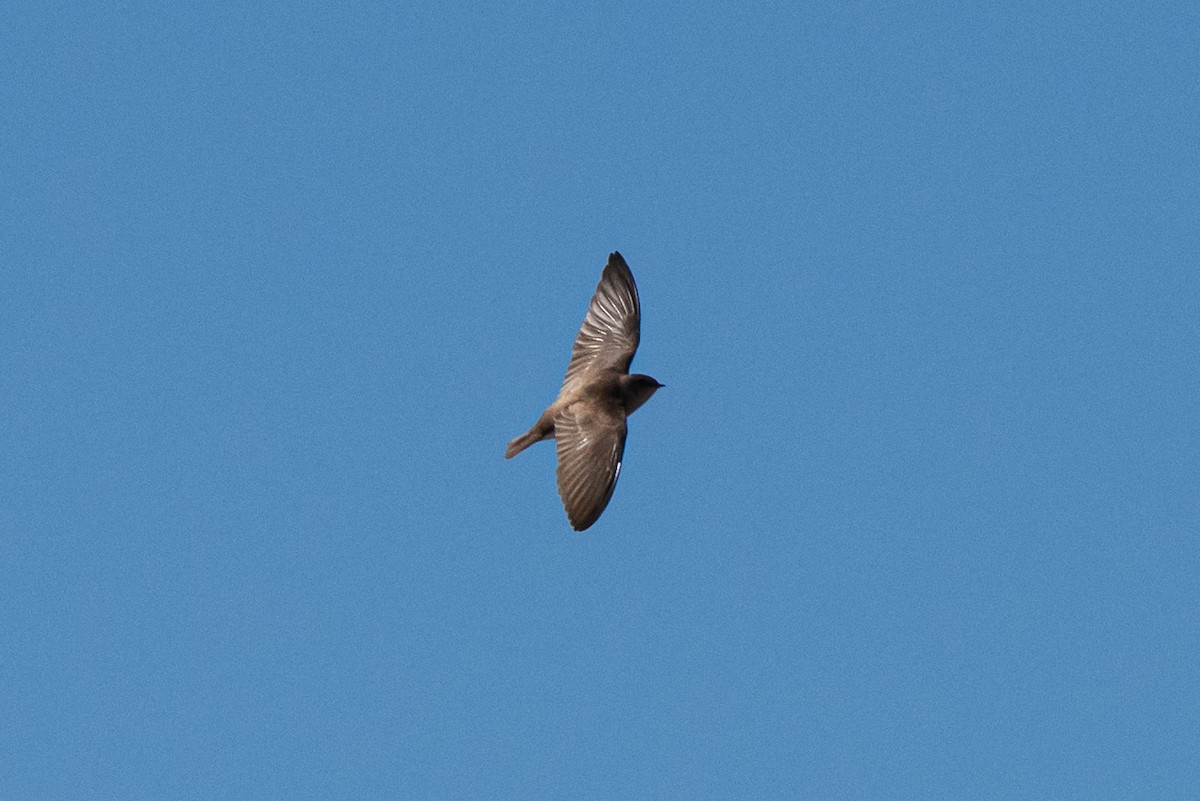 Northern Rough-winged Swallow - ML323923821
