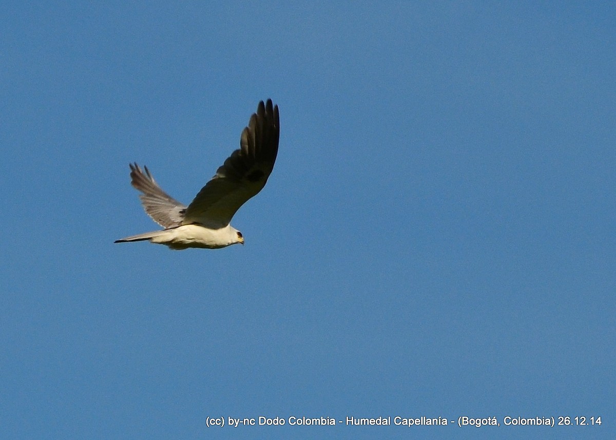 White-tailed Kite - Dodo Colombia