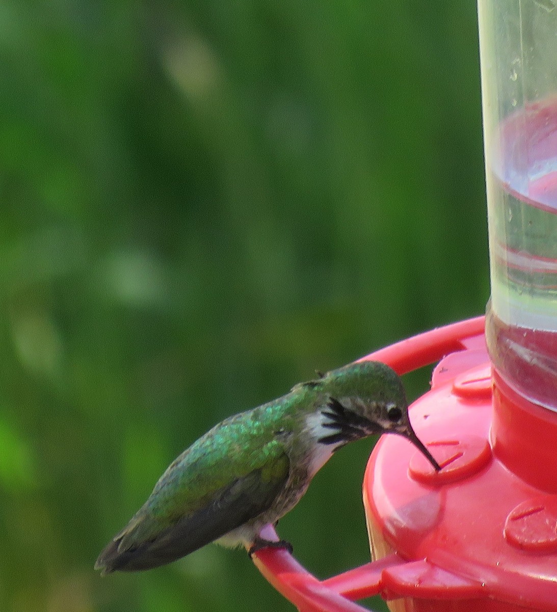 Calliope Hummingbird - ML323932331