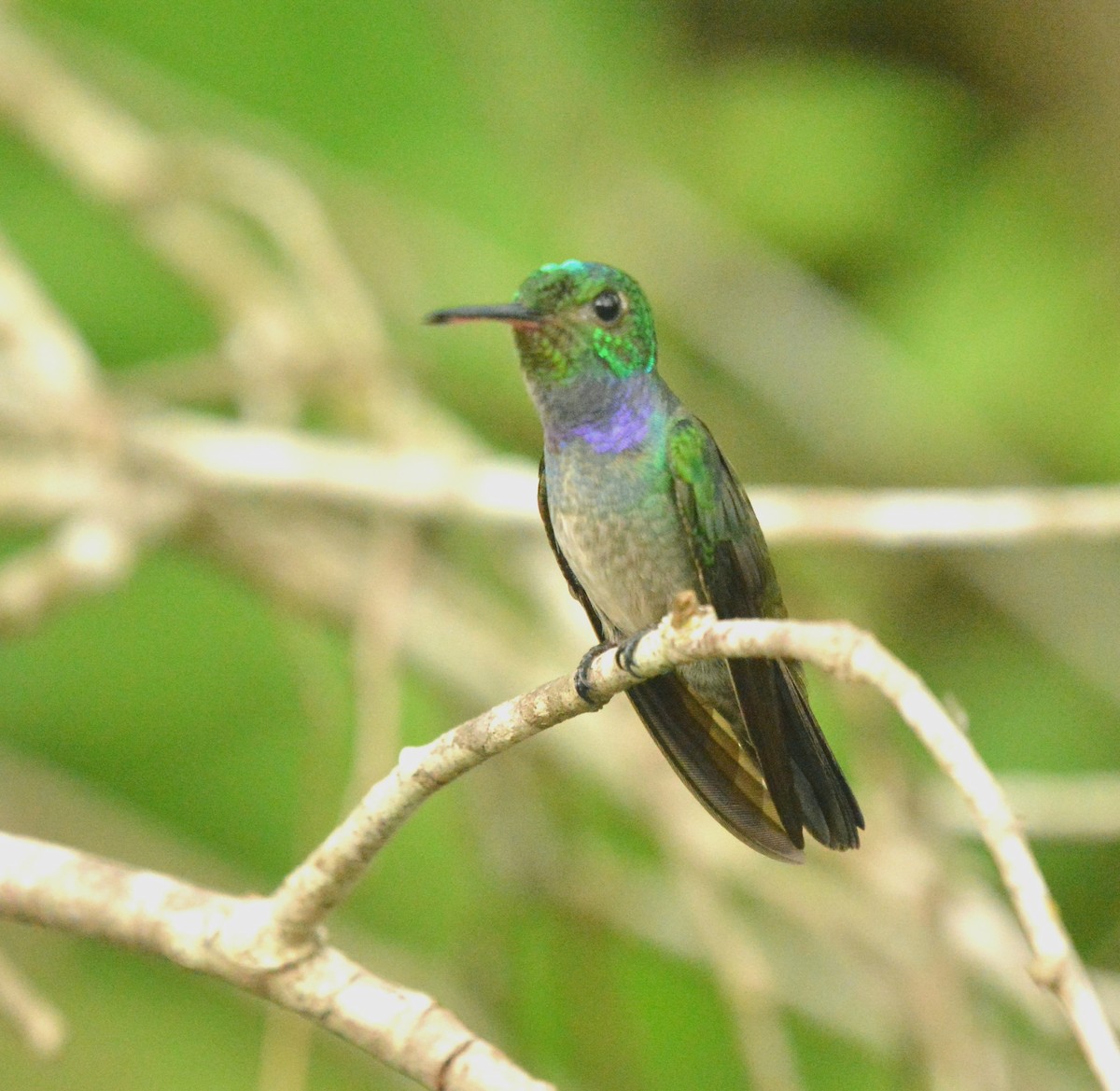 Blue-chested Hummingbird - ML323932891