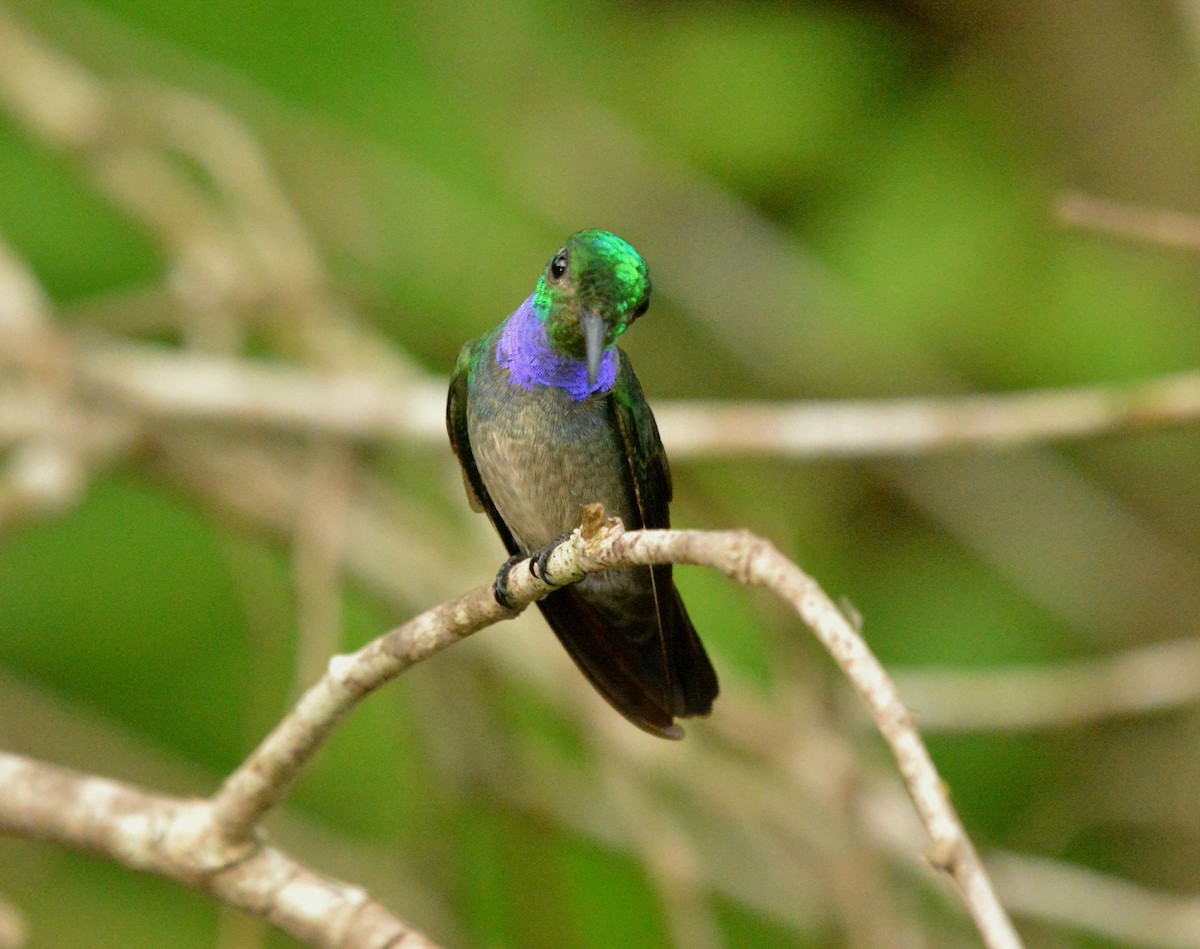 Blue-chested Hummingbird - Ricardo Aguilar