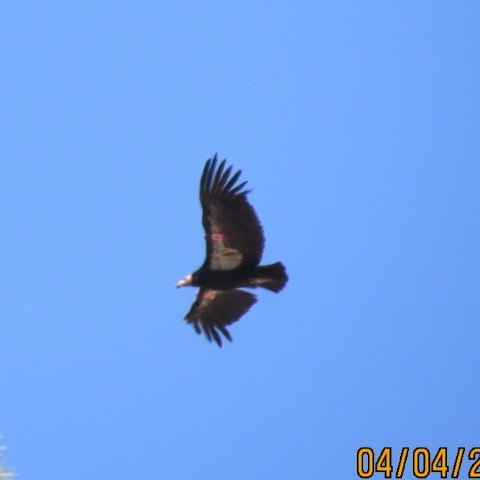 California Condor - ML323933611
