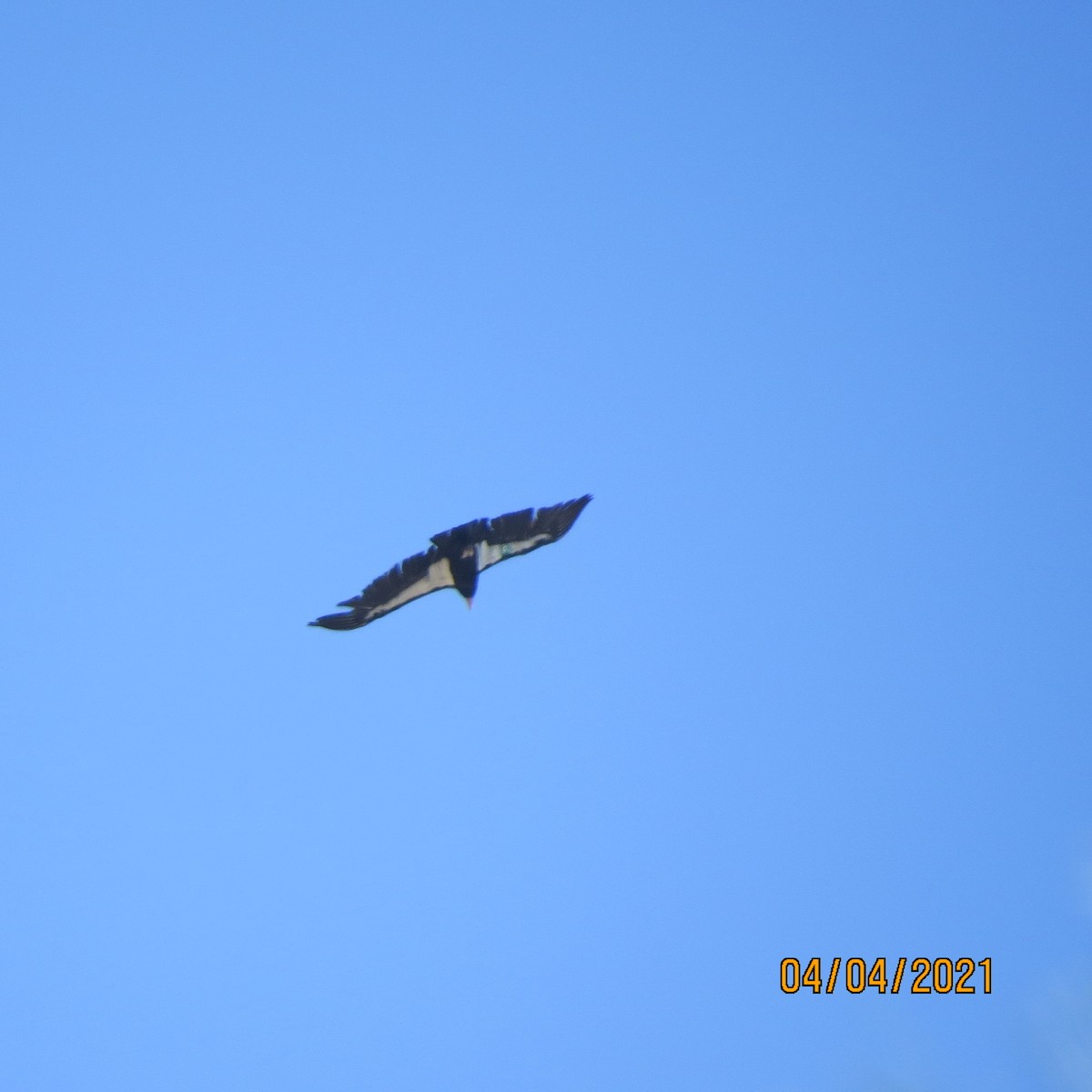 California Condor - ML323935111