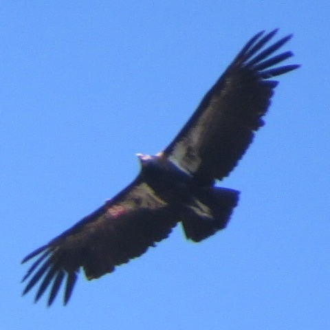 California Condor - ML323937441