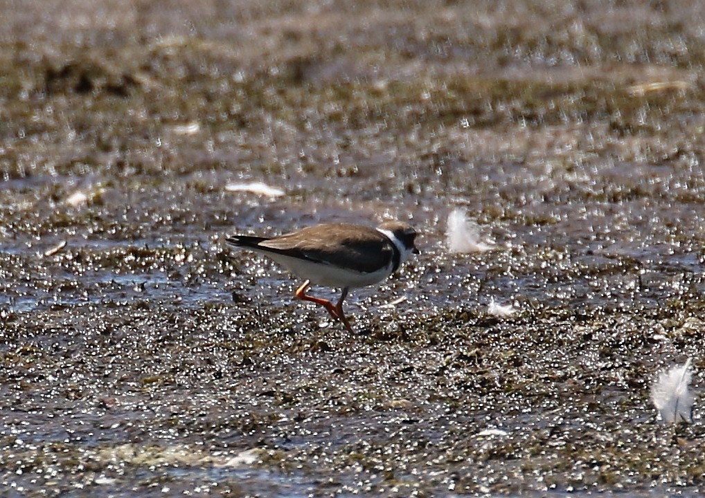 Semipalmated Plover - ML32393991