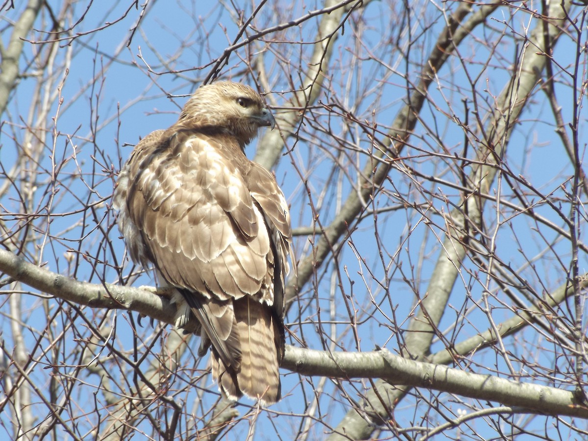 Red-tailed Hawk - Michael Mulqueen