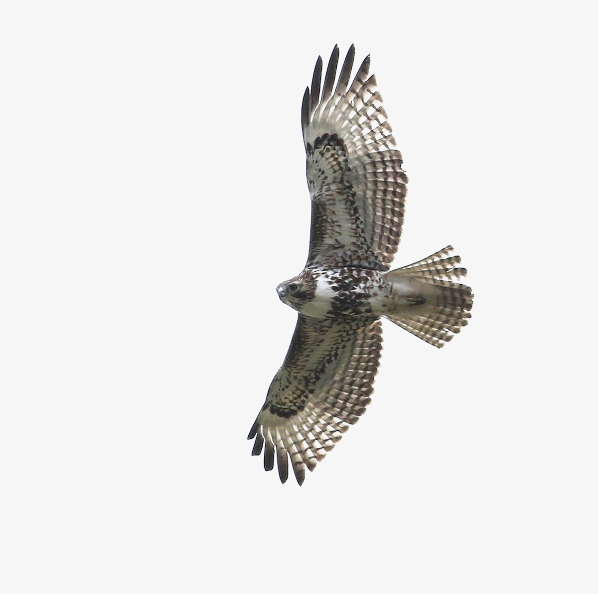 Red-tailed Hawk - Logan Lalonde