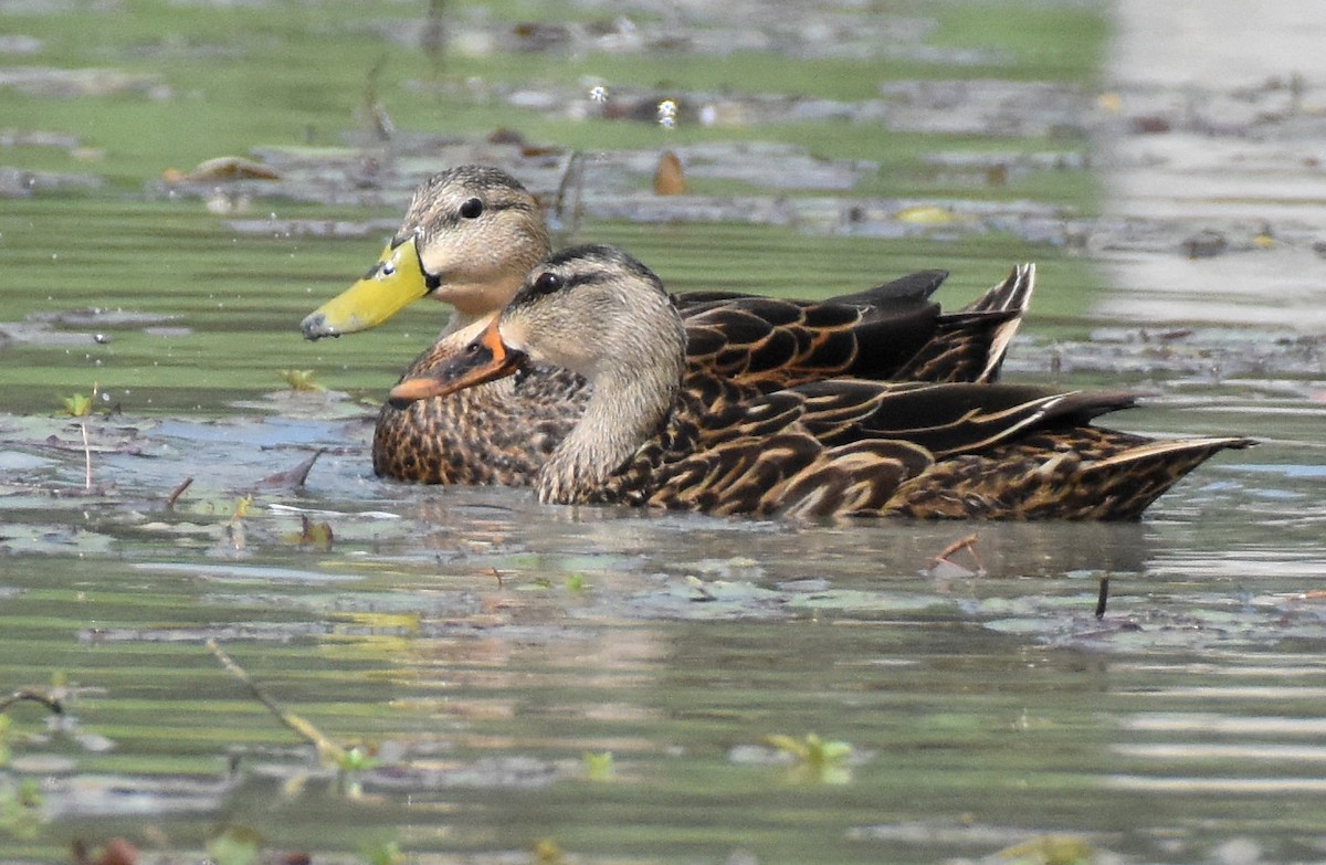 Mexican Duck - ML323945071