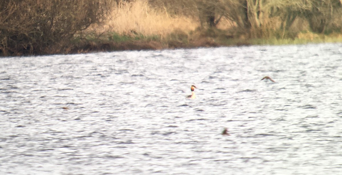 Great Crested Grebe - Blair Whyte